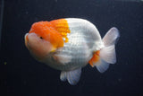 Jumbo Lionchu  Red White 4.5 Inch (ID#0107R12a-19)