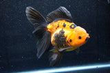 Thai Oranda  Red Black 6 Inch (ID#1018To6b-115)