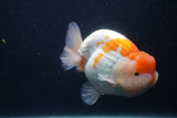 Jumbo Lionchu  Red White 4.5 Inch (ID#0107R12a-19)