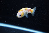 Baby Ranchu  Calico 2.5 Inch (ID#1115R9c-37) Free2Day SHIPPING