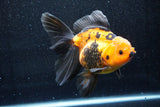 Thai Oranda  Red Black 6 Inch (ID#1018To6c-115)