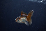 Baby Thai Oranda  Panda 3 Inch (ID#1206ToPTA-39) Free2Day SHIPPING