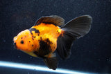 Thai Oranda  Red Black 6 Inch (ID#1018To6b-115)