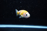 Baby Ranchu  Calico 2.5 Inch (ID#1115R9c-37) Free2Day SHIPPING