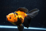 Thai Oranda  Red Black 6 Inch (ID#1018To6c-115)