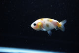 Baby Ranchu  Calico 2.5 Inch (ID#1115R9c-37) Free2Day SHIPPING