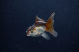 Baby Thai Oranda  Panda 3 Inch (ID#1206ToPTA-39) Free2Day SHIPPING