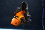 Thai Oranda  Red Black 6 Inch (ID#1018To6c-115)