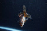 Baby Thai Oranda  Panda 3 Inch (ID#1206ToPTA-39) Free2Day SHIPPING