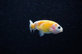 Baby Ranchu  Calico 2.5 Inch (ID#1115R9c-37) Free2Day SHIPPING