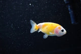 Baby Ranchu  Calico 2.5 Inch (ID#1115R9c-37) Free2Day SHIPPING