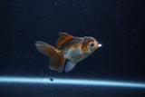 Baby Thai Oranda  Panda 3 Inch (ID#1206ToPTA-39) Free2Day SHIPPING