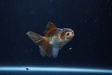 Baby Thai Oranda  Panda 3 Inch (ID#1206ToPTA-39) Free2Day SHIPPING