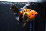 Thai Oranda  Red Black 6 Inch (ID#1018To6c-115)