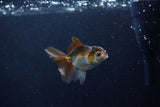 Baby Thai Oranda  Panda 3 Inch (ID#1206ToPTA-39) Free2Day SHIPPING