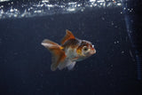 Baby Thai Oranda  Panda 3 Inch (ID#1206ToPTA-39) Free2Day SHIPPING