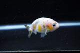 Baby Ranchu  Calico 2.5 Inch (ID#1115R9c-38) Free2Day SHIPPING