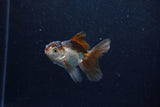 Baby Thai Oranda  Panda 3 Inch (ID#1206ToPTA-39) Free2Day SHIPPING