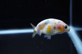 Baby Ranchu  Calico 2.5 Inch (ID#1115R9c-38) Free2Day SHIPPING