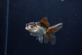 Baby Thai Oranda  Panda 3 Inch (ID#1206ToPTA-39) Free2Day SHIPPING