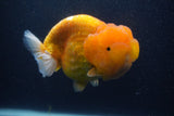 Jumbo Lionchu  Red White 5.5 Inch (ID#0107R12a-20)