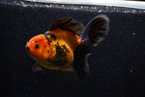 Thai Oranda  Red Black 6 Inch (ID#1018To6c-115)