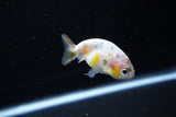 Baby Ranchu  Calico 2.5 Inch (ID#1115R9c-38) Free2Day SHIPPING