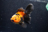 Thai Oranda  Red Black 6 Inch (ID#1018To6b-115)