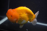 Jumbo Lionchu  Red White 5.5 Inch (ID#0107R12a-20)