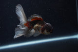 Baby Thai Oranda  Panda 3.5 Inch (ID#1210ToPTA-30) Free2Day SHIPPING