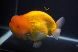 Jumbo Lionchu  Red White 5.5 Inch (ID#0107R12a-20)