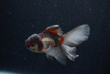 Baby Thai Oranda  Panda 3.5 Inch (ID#1210ToPTA-30) Free2Day SHIPPING