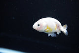 Baby Ranchu  Calico 2.5 Inch (ID#1115R9c-38) Free2Day SHIPPING