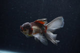 Baby Thai Oranda  Panda 3.5 Inch (ID#1210ToPTA-30) Free2Day SHIPPING