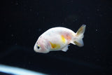 Baby Ranchu  Calico 2.5 Inch (ID#1115R9c-38) Free2Day SHIPPING