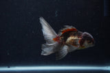 Baby Thai Oranda  Panda 3.5 Inch (ID#1210ToPTA-30) Free2Day SHIPPING