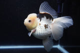 Jumbo Thai Oranda  Panda 6 Inch (ID#311To5b-121)