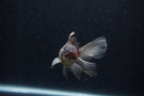 Baby Thai Oranda  Panda 3.5 Inch (ID#1210ToPTA-30) Free2Day SHIPPING