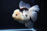 Jumbo Thai Oranda  Panda 6 Inch (ID#311To5b-121)