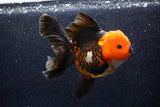 Thai Oranda  Tricolor 6 Inch (ID#1018To6b-116)