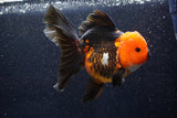 Thai Oranda  Tricolor 6 Inch (ID#1018To6c-116)