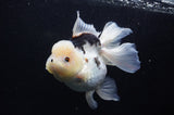 Jumbo Thai Oranda  Panda 6 Inch (ID#311To5b-121)