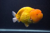 Jumbo Lionchu  Red White 5.5 Inch (ID#0107R12a-20)