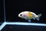 Baby Ranchu  Calico 3 Inch (ID#1115R9c-39) Free2Day SHIPPING