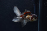 Baby Thai Oranda  Panda 3.5 Inch (ID#1210ToPTA-30) Free2Day SHIPPING