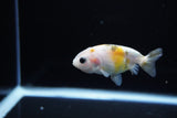 Baby Ranchu  Calico 3 Inch (ID#1115R9c-39) Free2Day SHIPPING