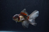 Baby Thai Oranda  Panda 3.5 Inch (ID#1210ToPTA-30) Free2Day SHIPPING