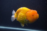 Jumbo Lionchu  Red White 5.5 Inch (ID#0107R12a-20)