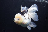 Jumbo Thai Oranda  Panda 6 Inch (ID#311To5b-121)