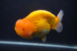 Jumbo Lionchu  Red White 5.5 Inch (ID#0107R12a-20)